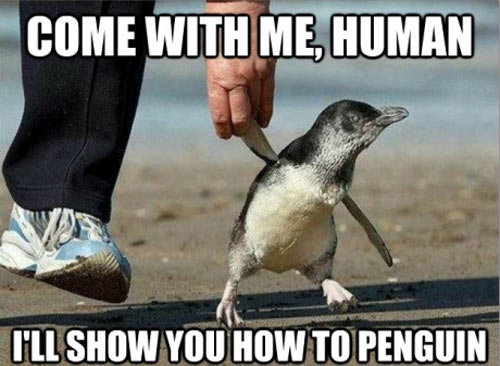 Let me show you how to penguin